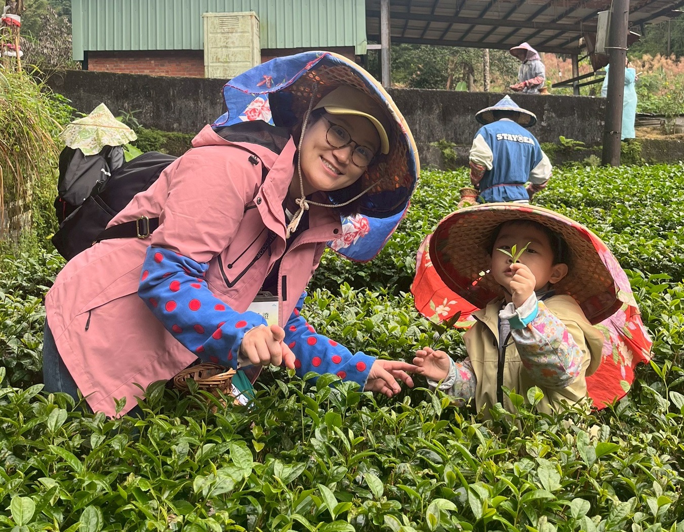 新北茶農樂活親子一日遊
