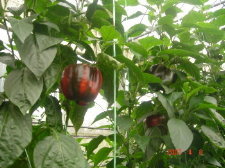 �����[�ݩ�j��