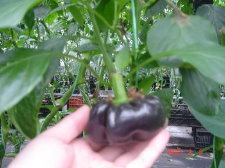 �����[�ݩ�j��