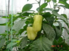 �����[�ݩ�j��