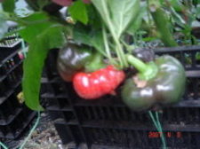 �����[�ݩ�j��