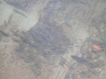 �����[�ݩ�j��