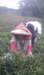 imag0800_small.jpg